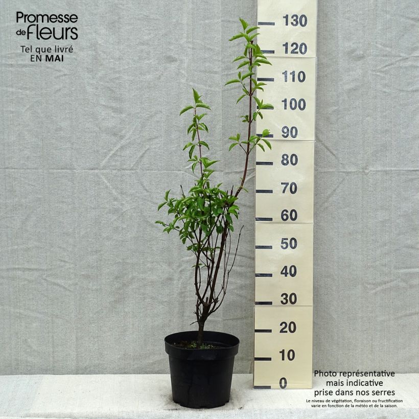 Example of Cornus mas - Cornouiller mâle Pot de 7,5L/10L as you get in printemps