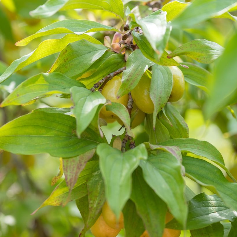 Cornus mas Jolico - Cornouiller mâle (Foliage)