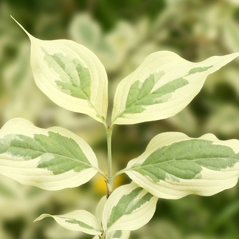 Cornus mas Variegata - Cornouiller mâle panaché (Feuillage)