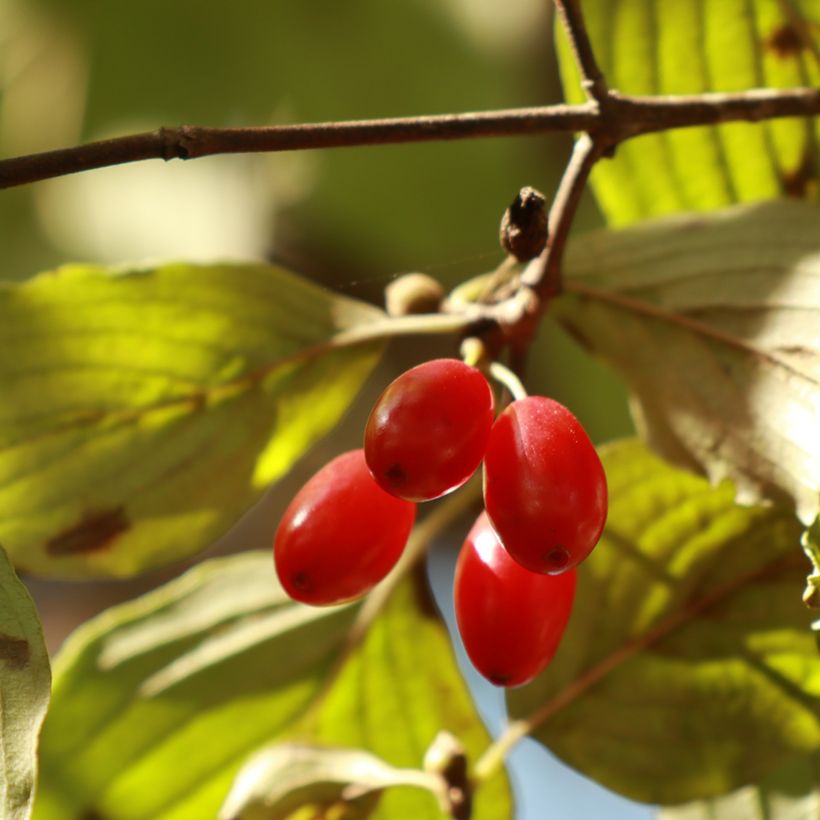 Cornus officinalis - Cornouiller officinal (Récolte)