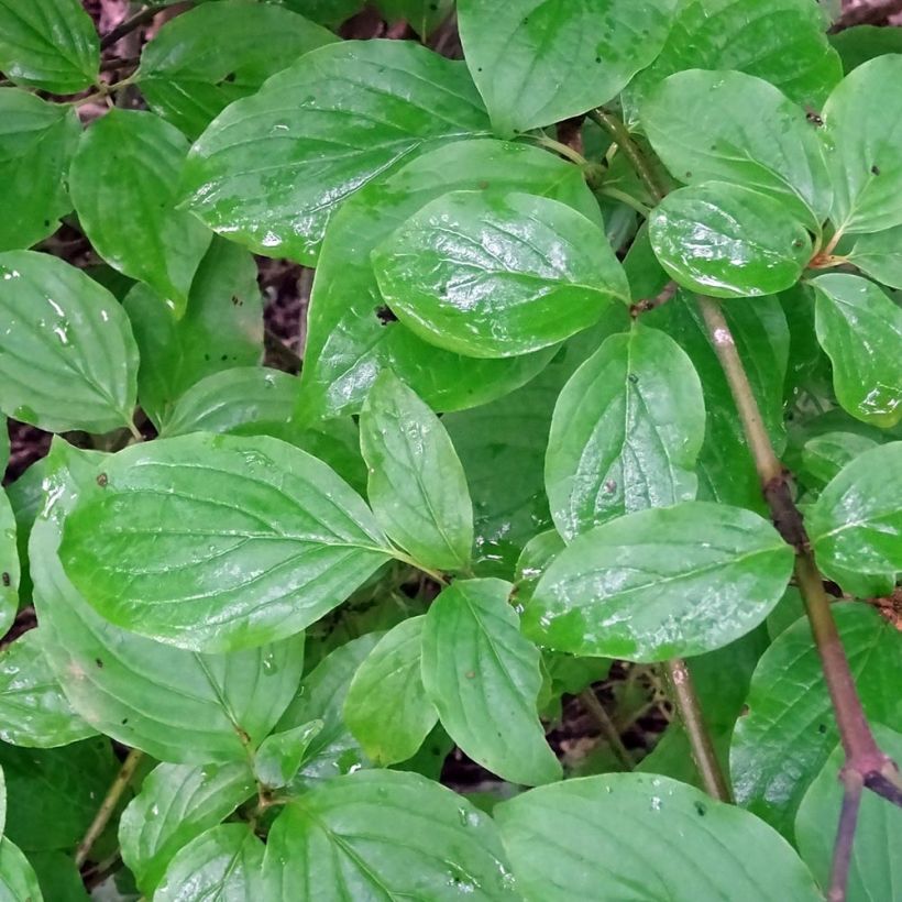 Cornus sanguinea - Cornouiller sanguin (Foliage)