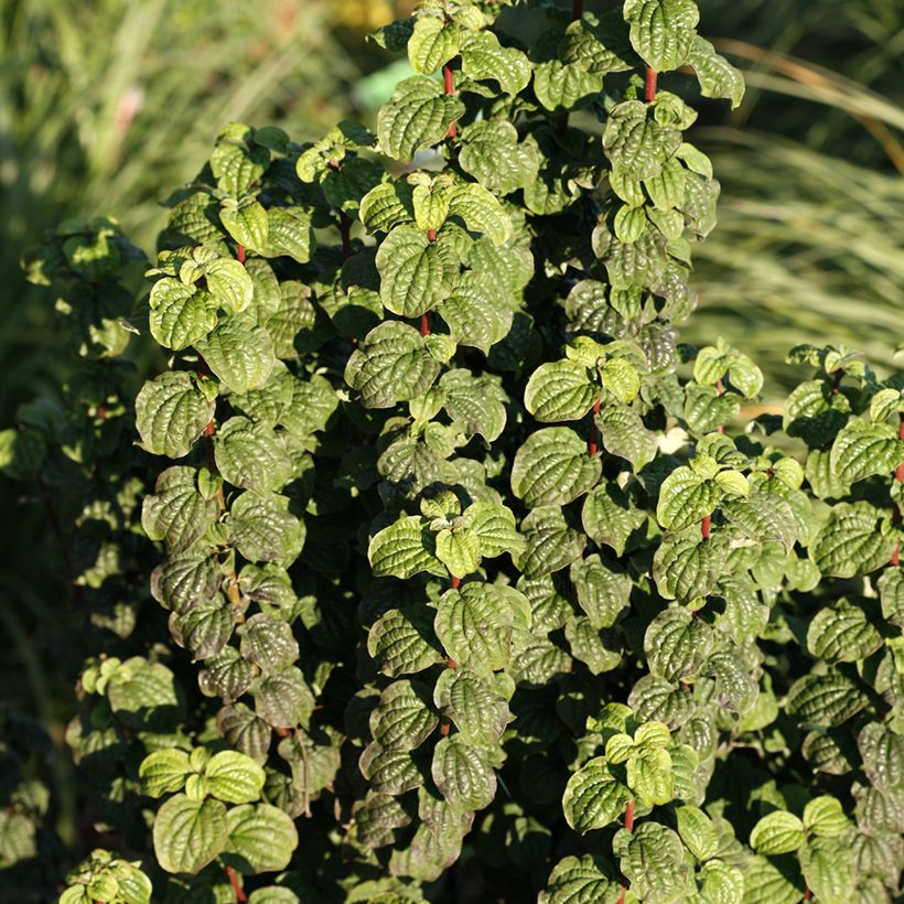 Cornus sanguinea Compressa - Cornouiller sanguin (Foliage)
