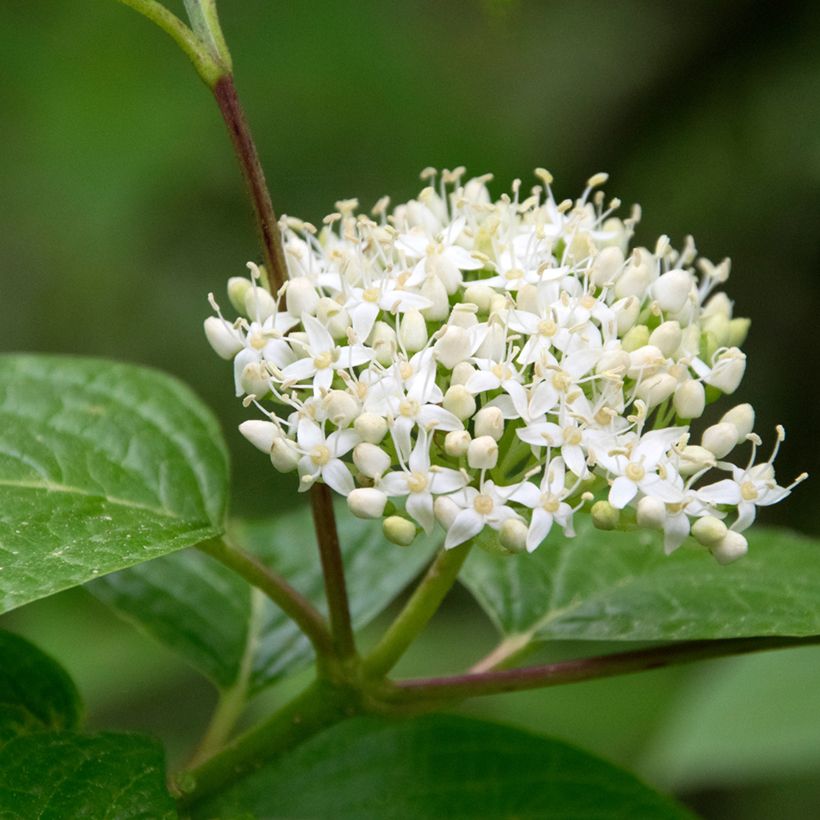 Cornus sanguinea - Cornouiller sanguin (Flowering)