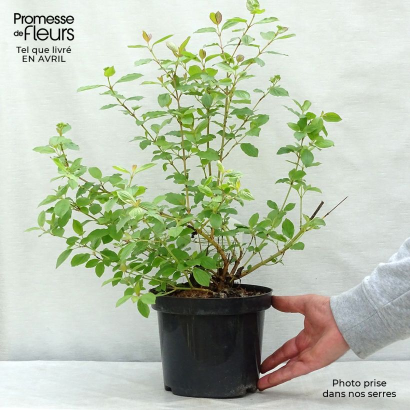 Example of Cornus sanguinea Winter Beauty -Cornouiller sanguin Pot de 2L/3L as you get in printemps