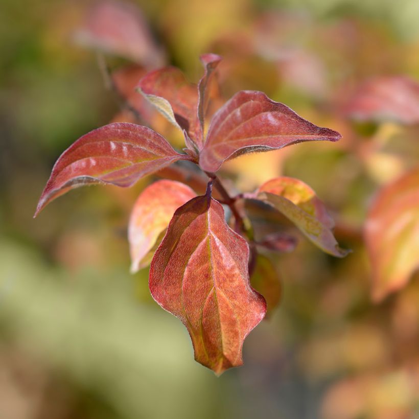 Cornus sanguinea Winter Beauty -Cornouiller sanguin (Foliage)