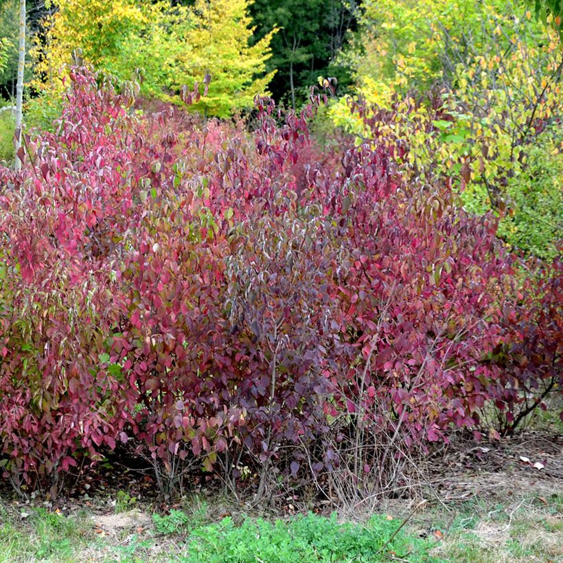 Cornus sanguinea Winter Beauty -Cornouiller sanguin (Plant habit)