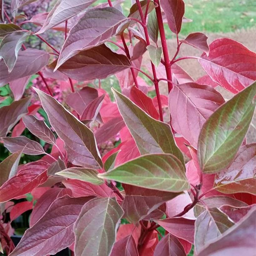 Cornus sericea Cardinal - Cornouiller stolonifère (Foliage)