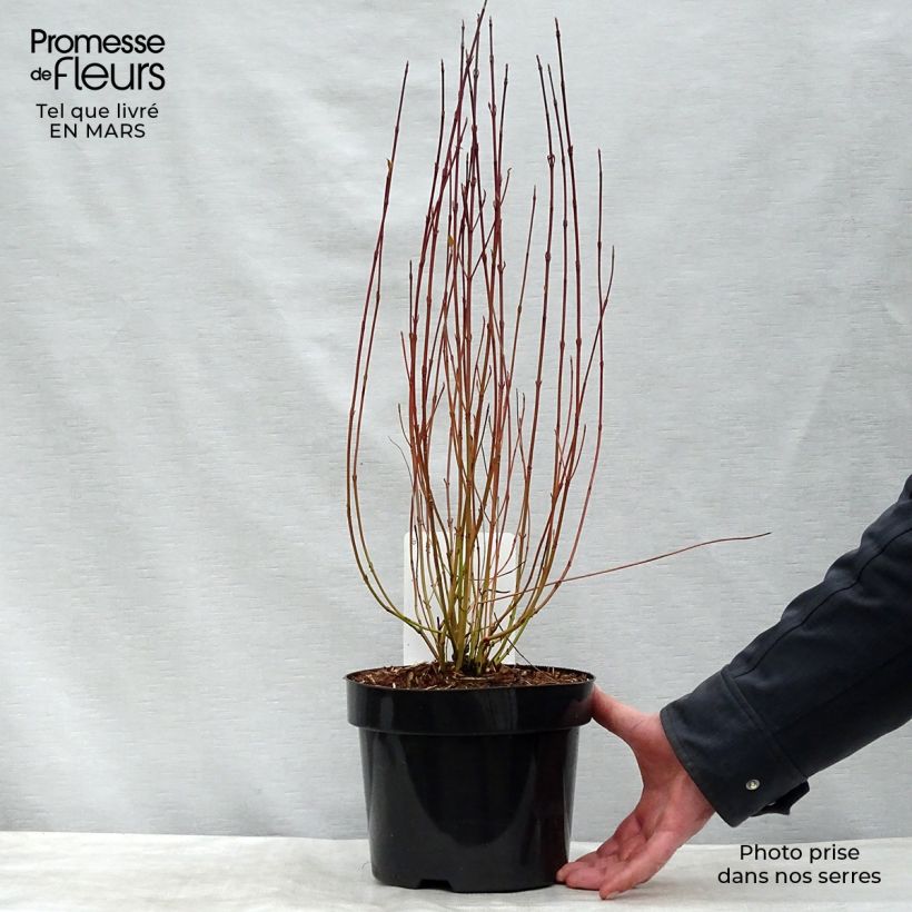 Example of Cornus sericea Kelseyi - Cornouiller stolonifère Pot de 3L/4L as you get in printemps