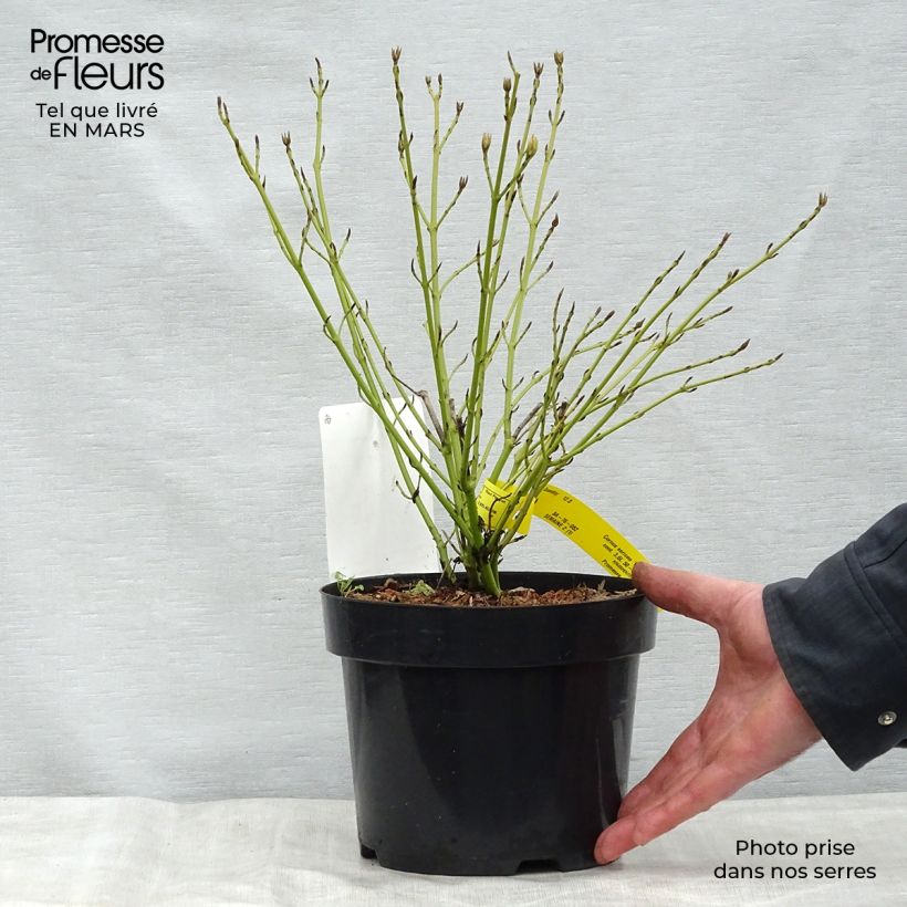 Example of Cornus sericea White Gold - Cornouiller stolonifère Pot de 3L/4L as you get in printemps