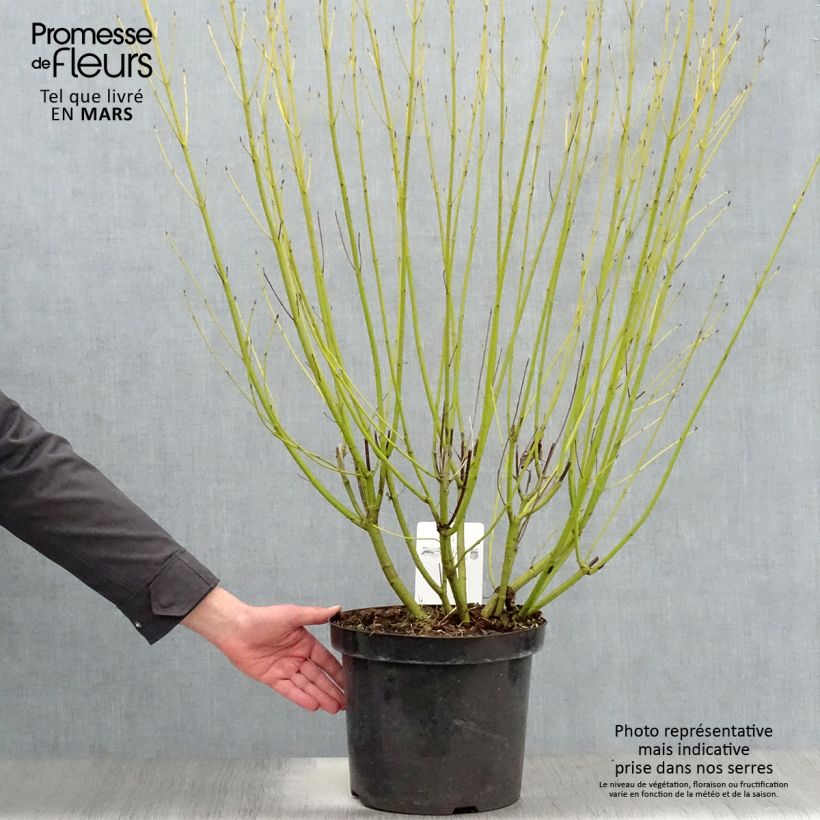 Example of Cornus stolonifera Flaviramea - Cornouiller à bois jaune Pot de 7,5L/10L as you get in printemps