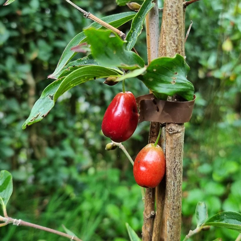 Cornus mas Kazanlak - Cornouiller mâle (Récolte)