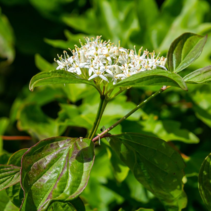 Cornus sanguinea Anny's Winter Orange - Cornouiller sanguin (Flowering)