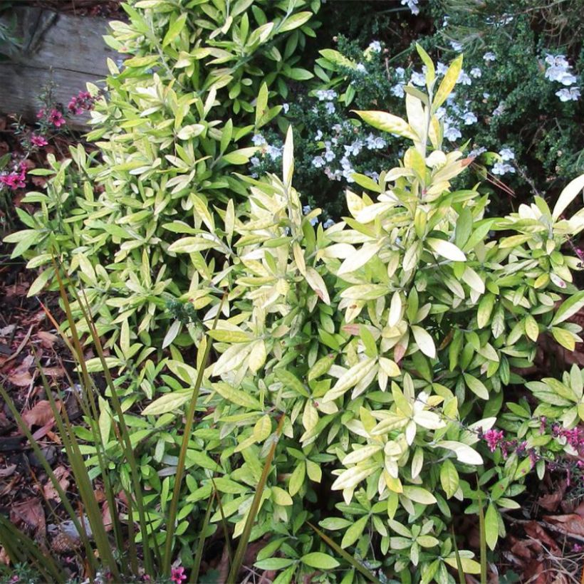 Corokia virgata Banana Royal - Corokie (Plant habit)