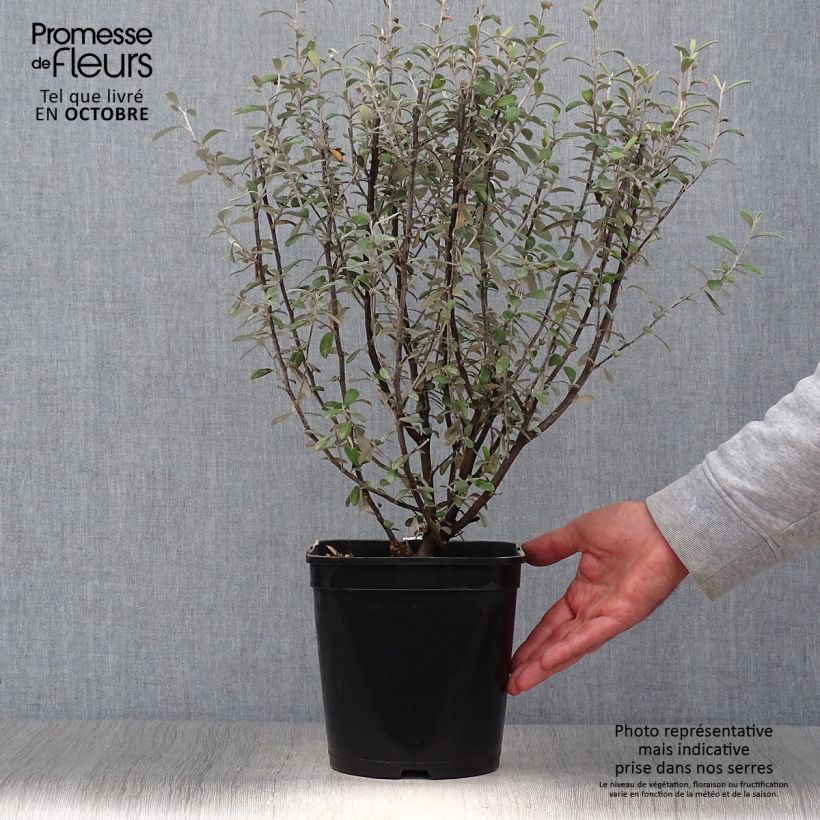 Spécimen de Corokia virgata Frosted chocolate - Corokie Pot de 4L/5L tel que livré en automne