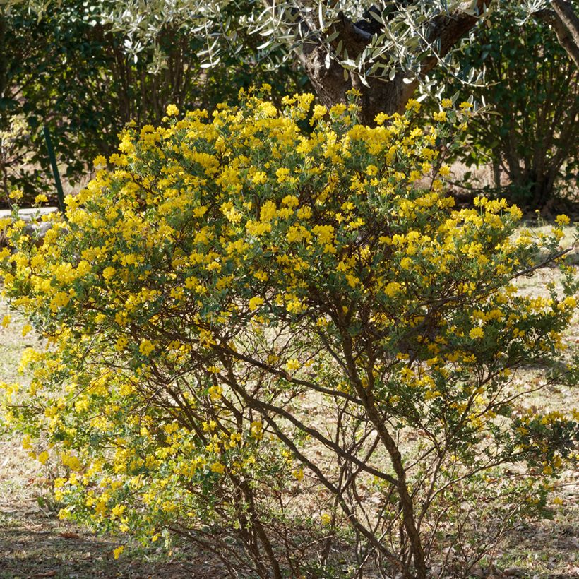 Coronilla emerus (Hippocrepis) - Coronille des jardins (Port)