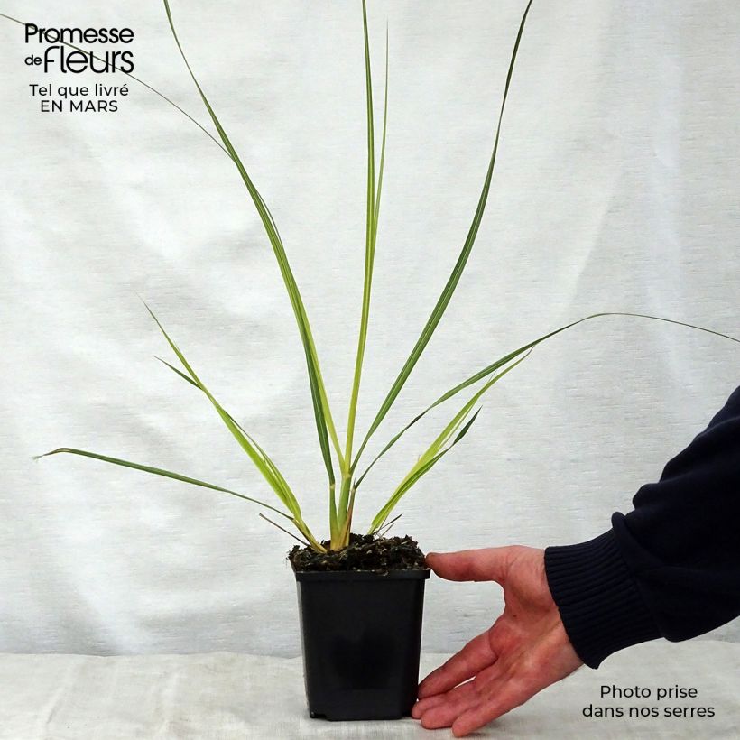 Spécimen de Cortaderia richardii - Petite Herbe de la Pampa Godet de 8/9 cm tel que livré au printemps