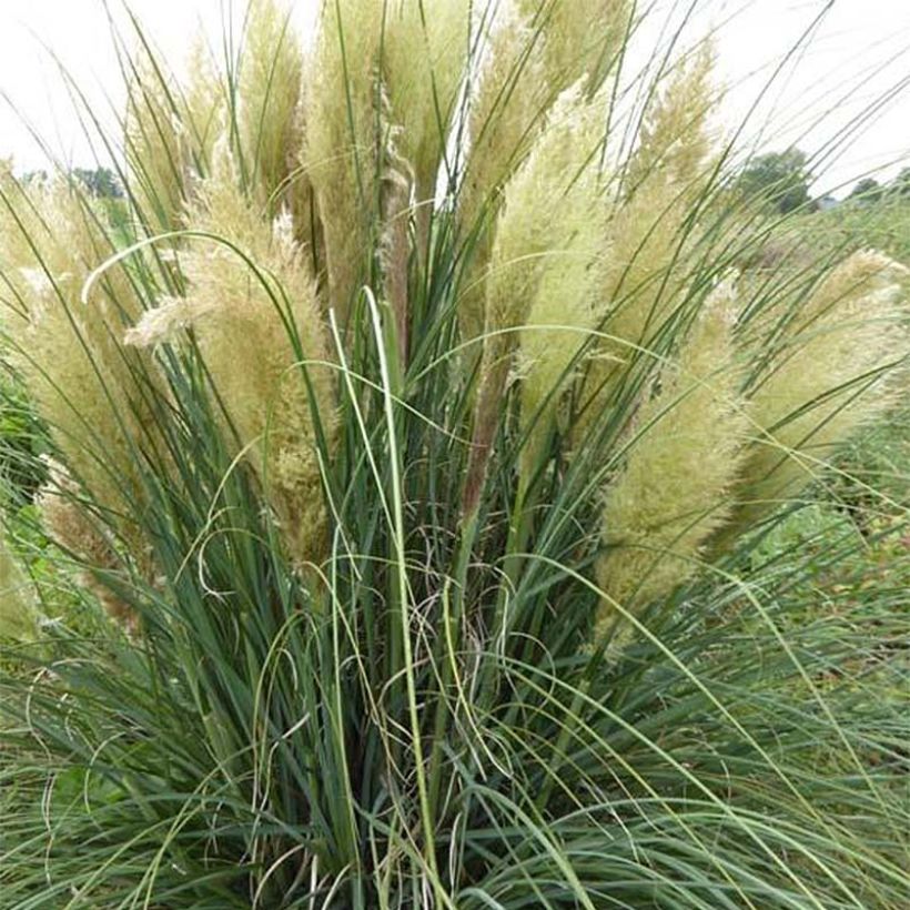 Cortaderia selloana Evita - Herbe de la Pampa (Floraison)