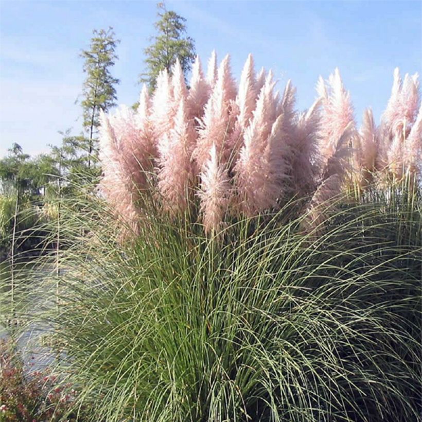 Cortaderia selloana Rosea - Herbe de la Pampa rose (Floraison)