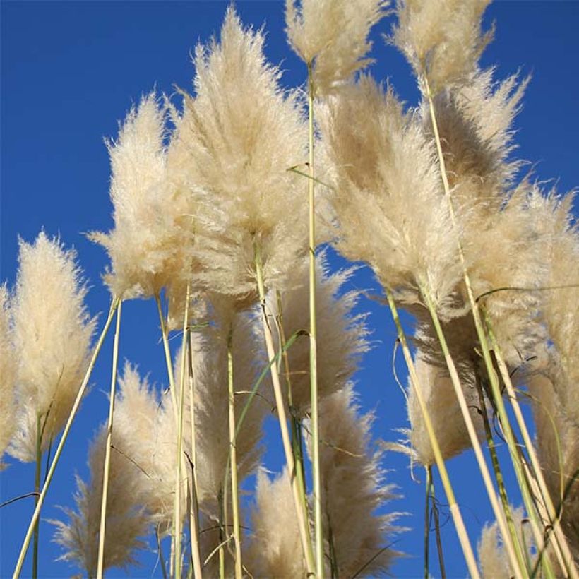 Cortaderia selloana Sunningdale Silver (Floraison)