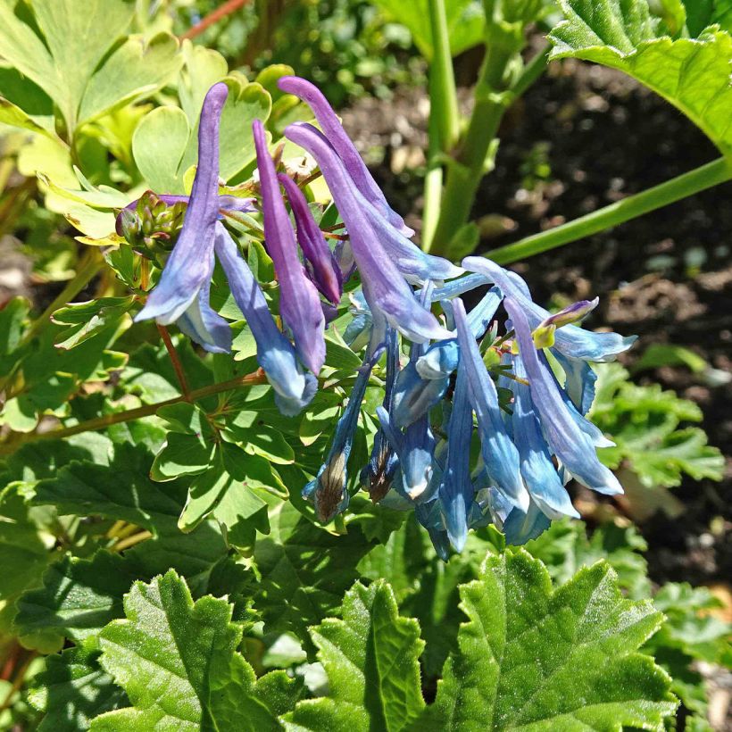 Corydale, Corydalis elata, Fumeterre (Floraison)