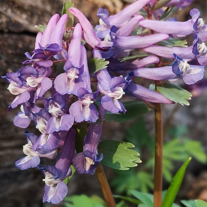 Corydale, Corydalis s.p. (From Sichuan), Fumeterre (Floraison)