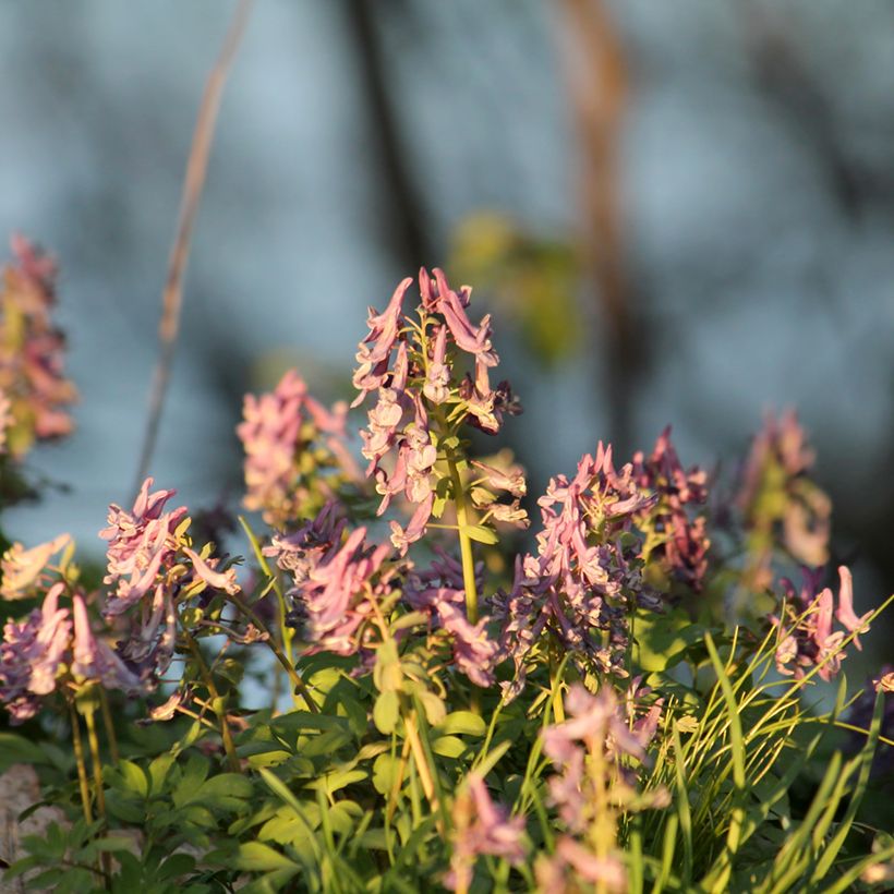Corydalis solida Beth Evans - Corydale bulbeuse (Plant habit)