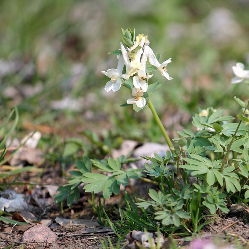 Corydalis solida White Swallow - Corydale bulbeuse (Port)