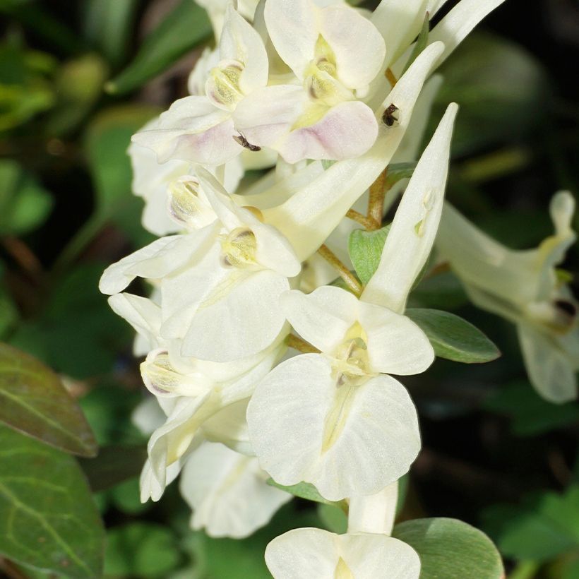 Corydalis solida White Swallow - Corydale bulbeuse (Floraison)