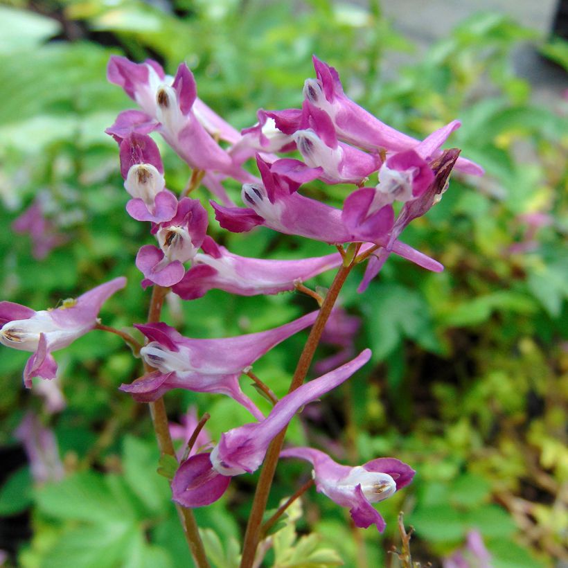 Corydalis Blackberry Wine - Corydale hybride (Floraison)