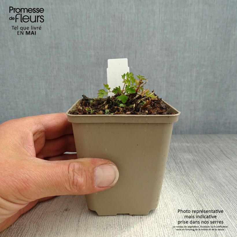 Spécimen de Corydalis Blackberry Wine - Corydale hybride Godet de 8/9 cm tel que livré au printemps