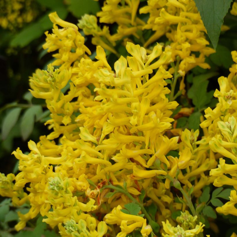 Corydalis Canary Feathers - Corydale hybride (Floraison)