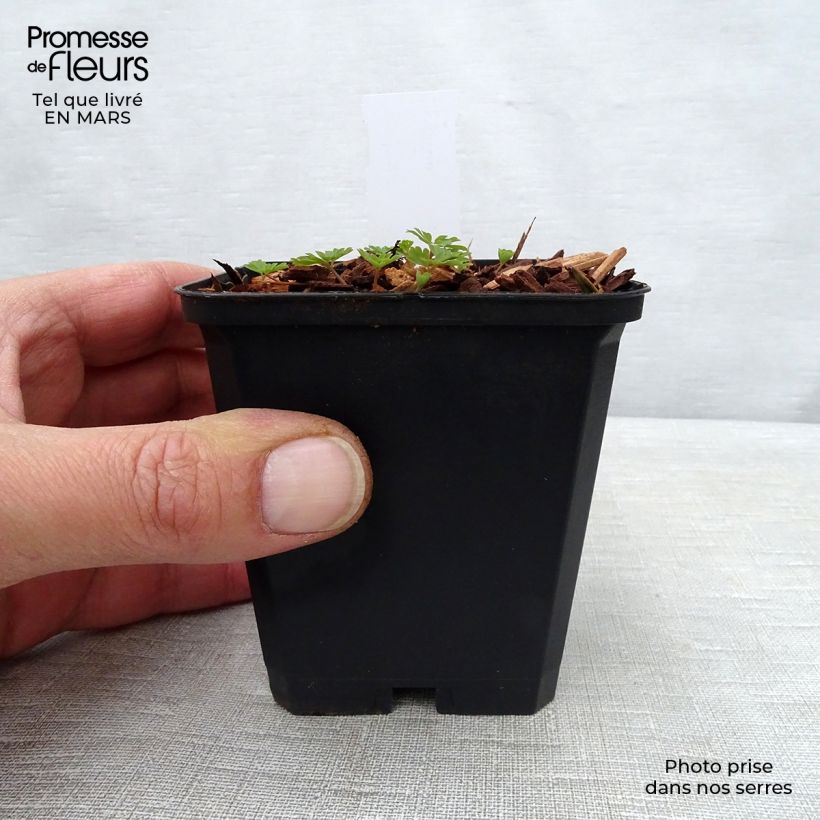 Example of Corydalis Craigton Blue Godet de 8/9 cm as you get in printemps