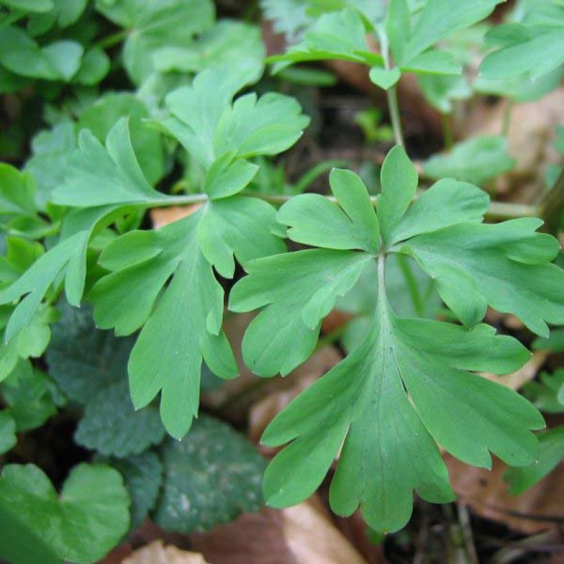 Corydalis solida Purple Bird - Corydale bulbeuse (Feuillage)