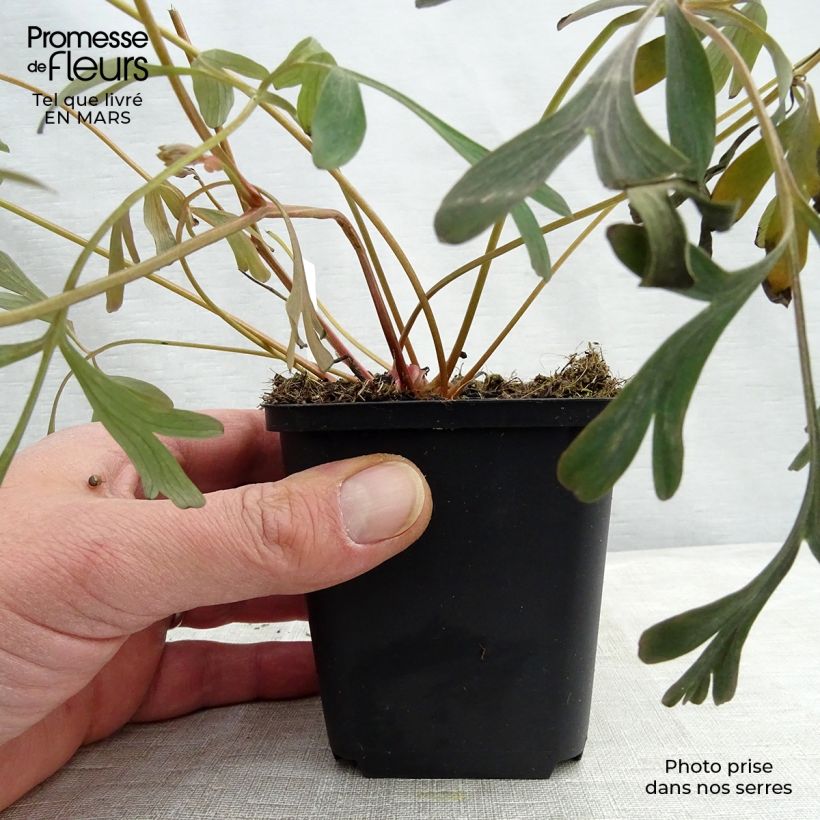 Example of Corydalis flexuosa Porcelain Blue  Godet de 8/9 cm as you get in printemps