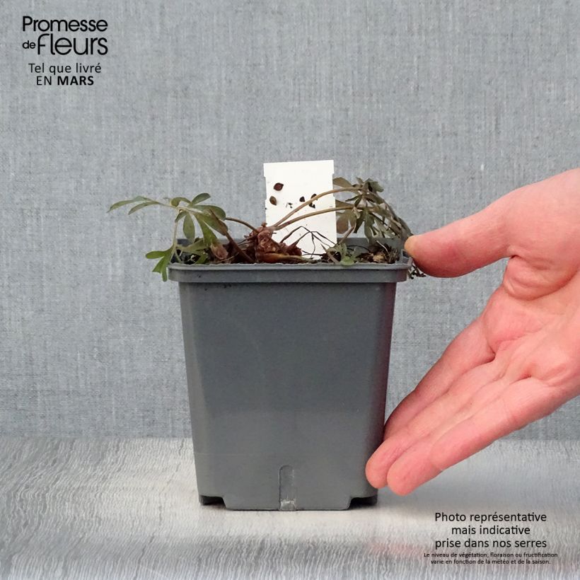 Example of Corydalis flexuosa Porcelain Blue  Pot de 1L/1,5L as you get in printemps