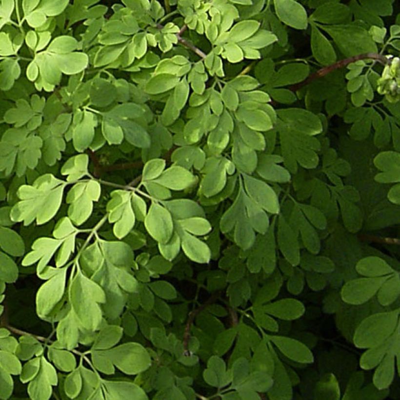 Corydalis lutea - Corydale jaune (Foliage)