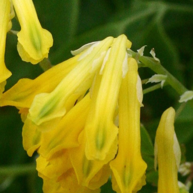 Corydalis lutea - Corydale jaune (Flowering)