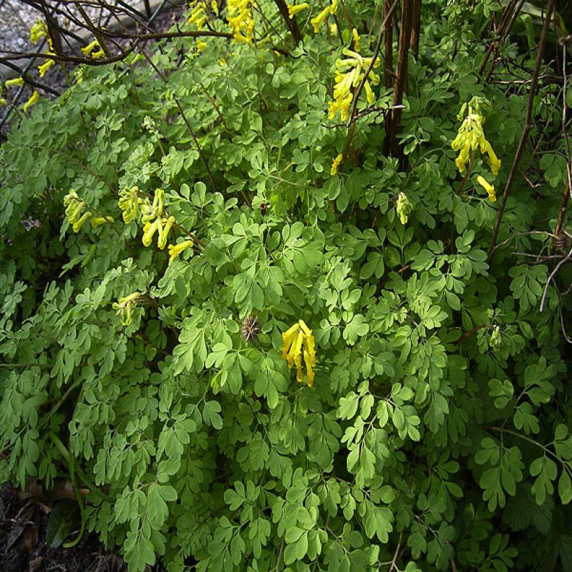 Corydalis lutea - Corydale jaune (Plant habit)