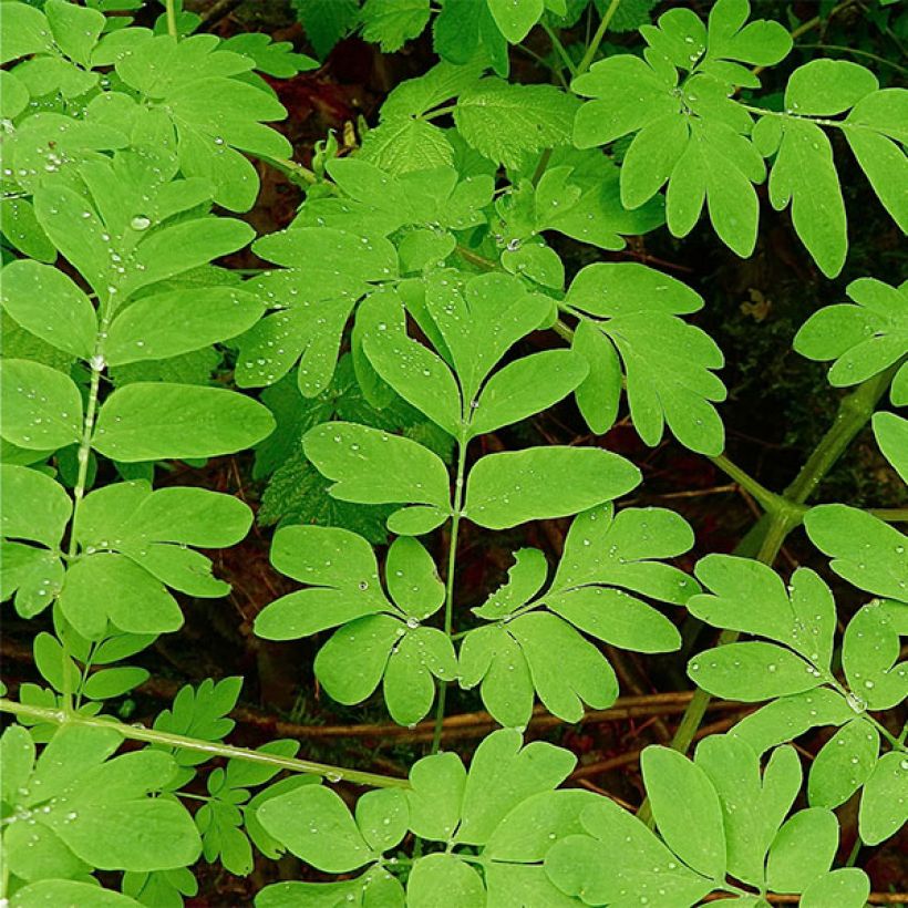 Corydalis Craigton Blue (Foliage)