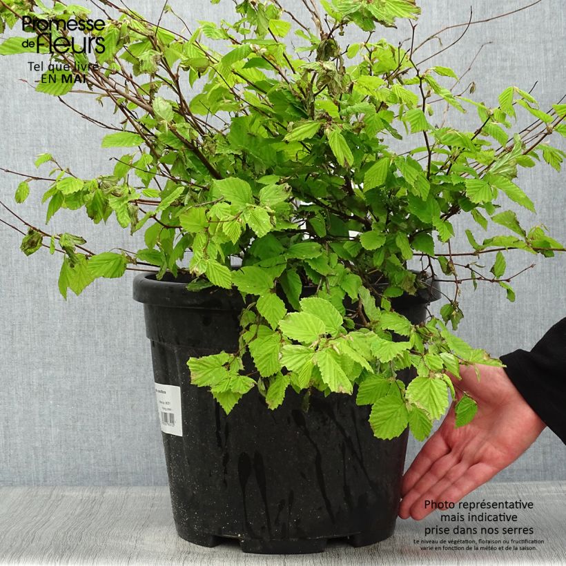 Example of Corylopsis pauciflora - Faux noisetier Pot de 12L/15L as you get in printemps