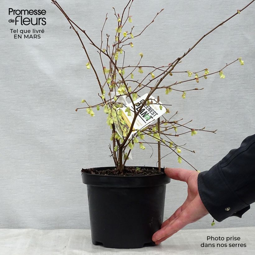 Example of Corylopsis pauciflora - Faux noisetier Pot de 2L/3L as you get in printemps
