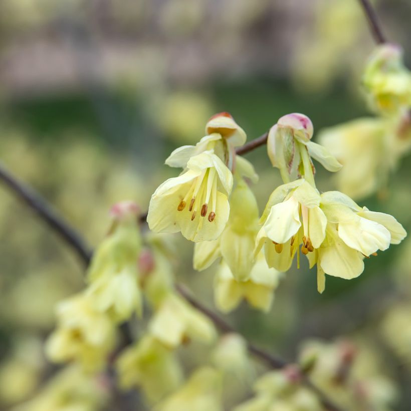 Corylopsis pauciflora - Faux noisetier (Flowering)