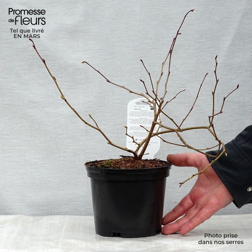 Example of Corylopsis willmottiae Spring Purple - Faux noisetier Pot de 2L/3L as you get in printemps