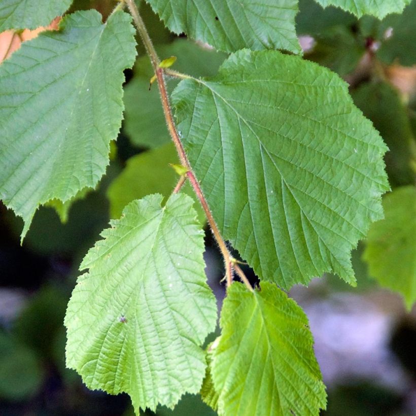 Noisetier commun - Corylus avellana en racines nues (Foliage)