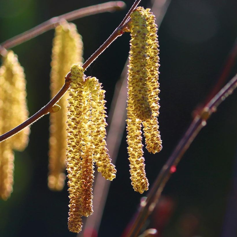 Corylus avellana Webbs Prize Cobb - Noisetier commun (Flowering)