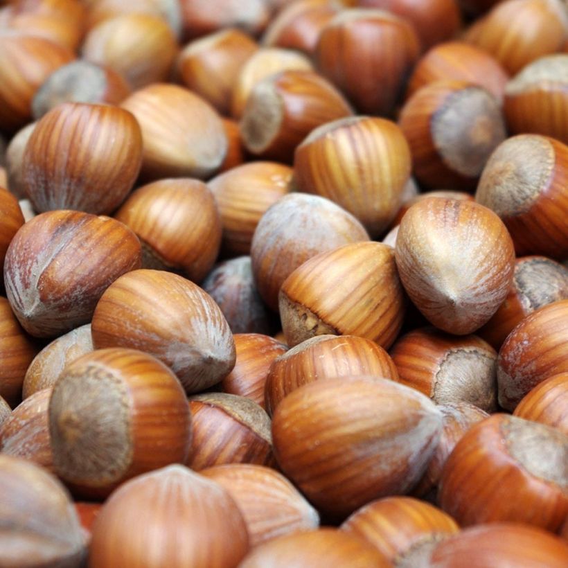 Corylus avellana Webbs Prize Cobb - Noisetier commun (Harvest)