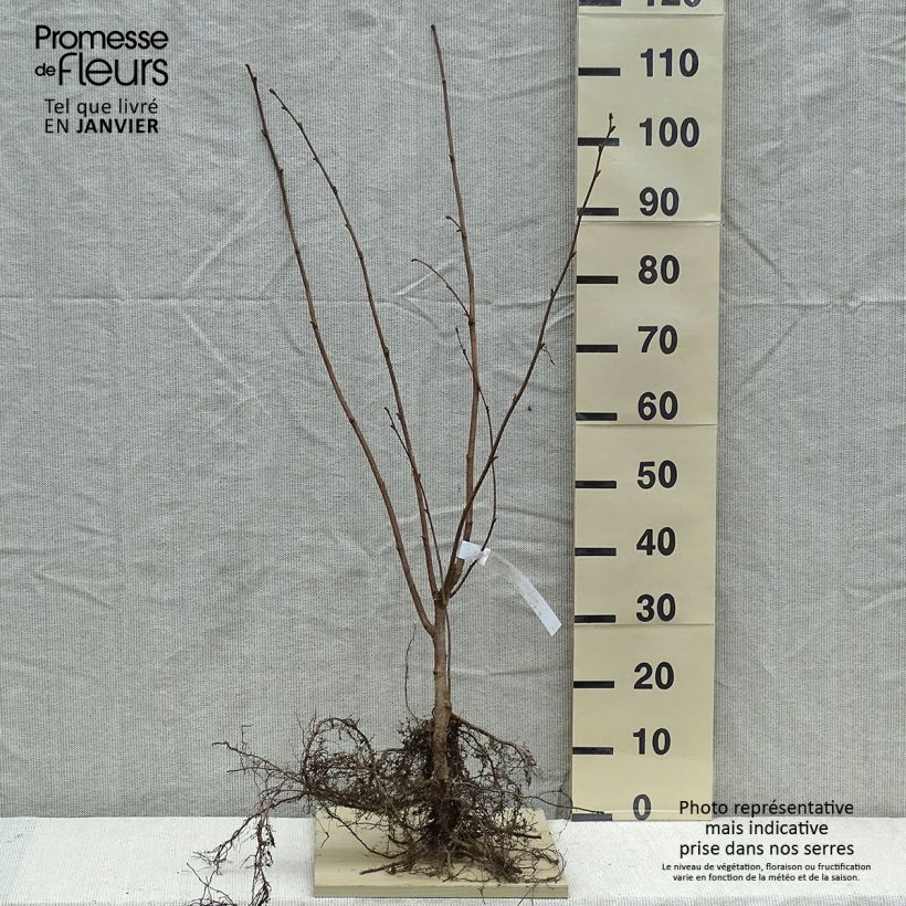 Example of Corylus avellana Webbs Prize Cobb - Noisetier commun Racines nues as you get in hiver