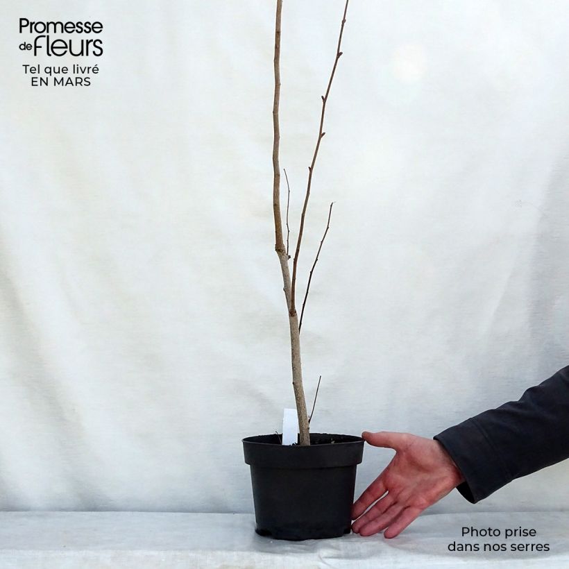Example of Corylus maxima Purpurea - Noisetier pourpre Pot de 3L/4L as you get in printemps