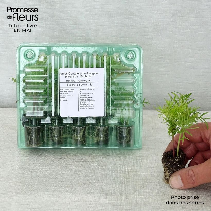 Example of Cosmos Cantate en mélange Jardimotte : motte 3,8 cm x 3,2 cm en plaque de culture par 16 as you get in printemps