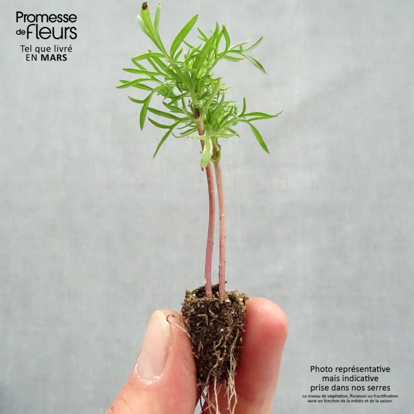 Example of Cosmos Cantate en mélange Minimotte : motte 2,2 cm x 2 cm en plaque de culture par 35 as you get in printemps